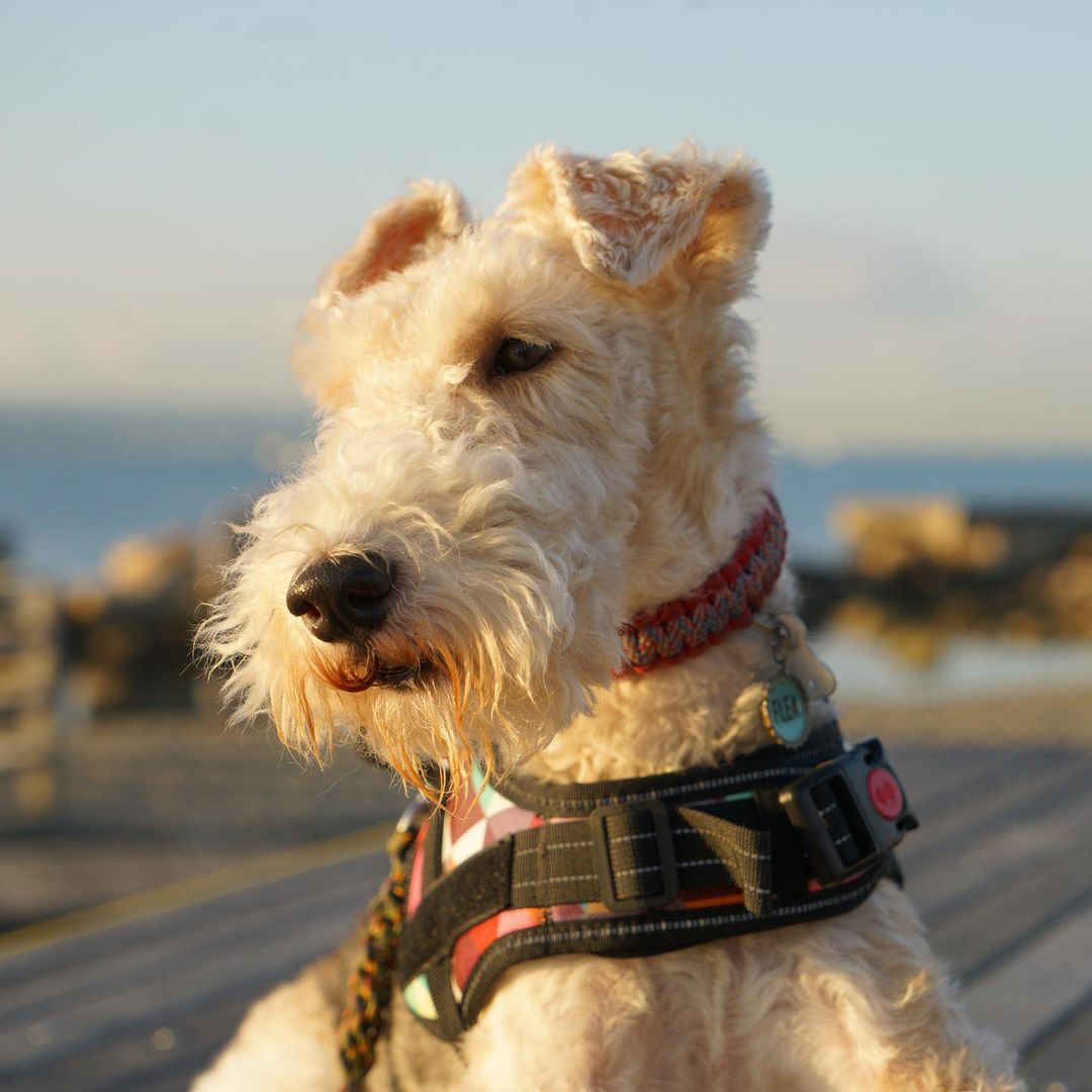 15 Cool Facts About Wire Fox Terriers 11