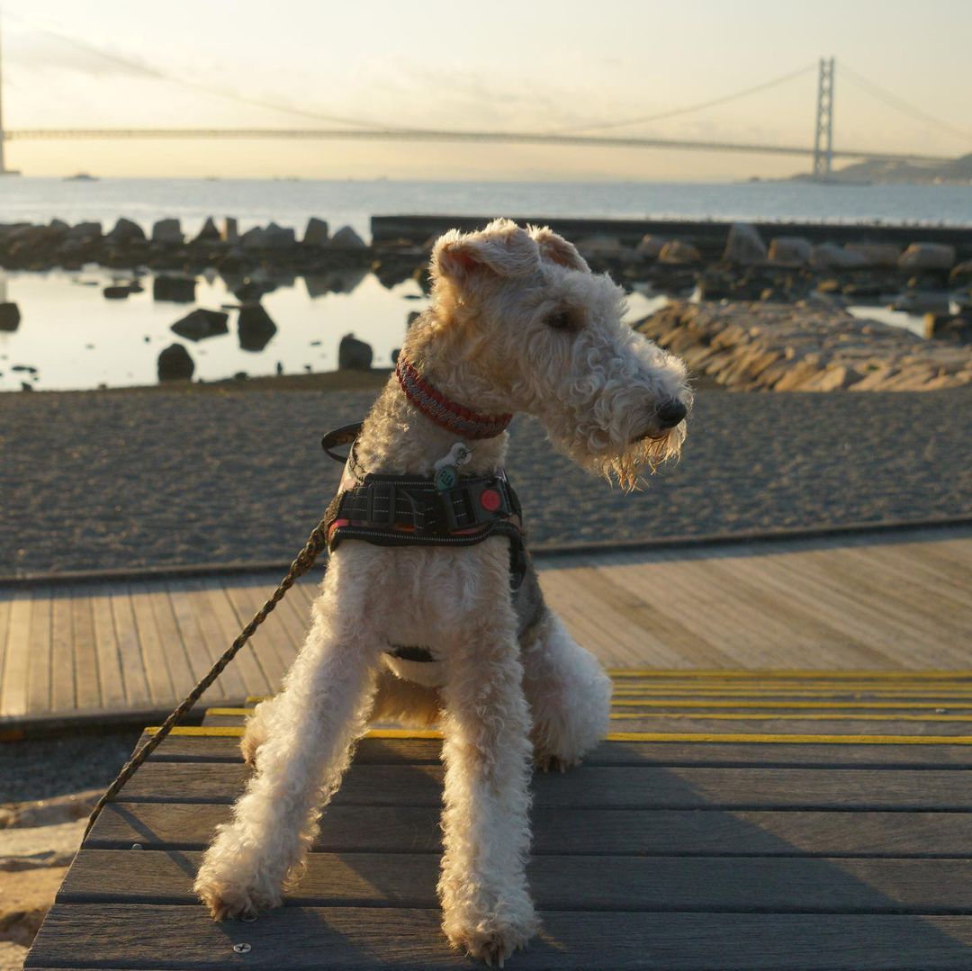 15 Cool Facts About Wire Fox Terriers 9