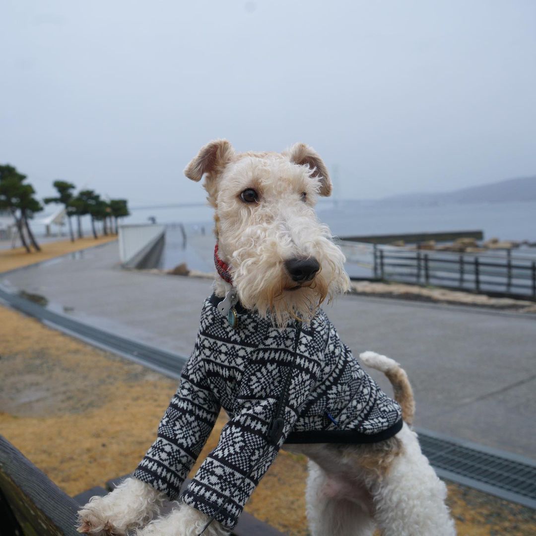 15 Cool Facts About Wire Fox Terriers 10