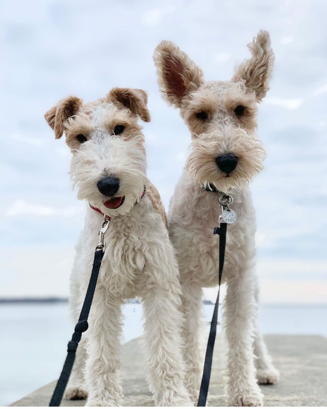 15 Cool Facts About Wire Fox Terriers 11