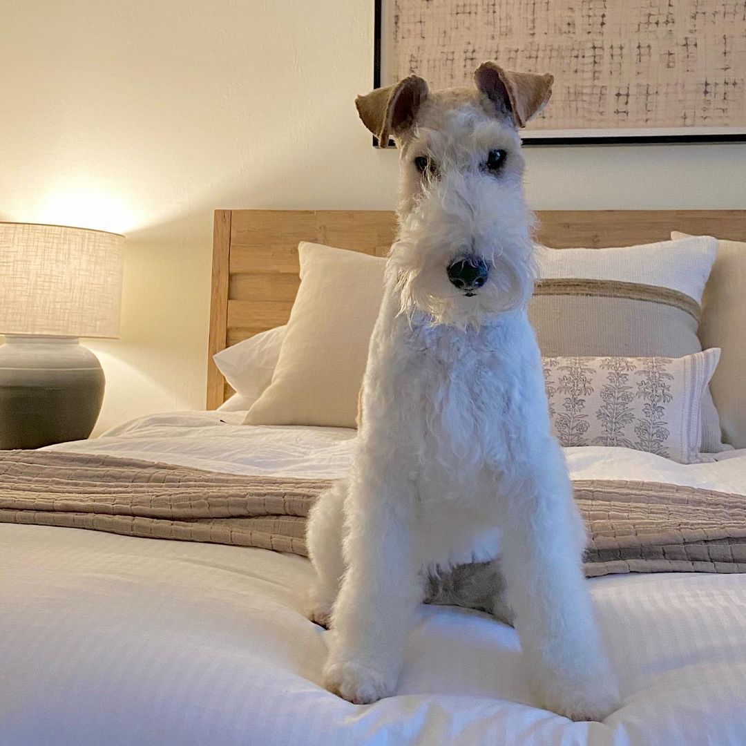 15 Cool Facts About Wire Fox Terriers 9