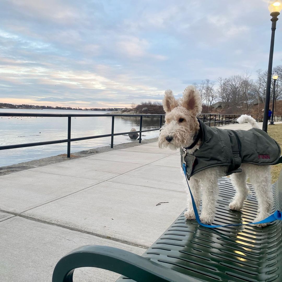 15 Cool Facts About Wire Fox Terriers 10