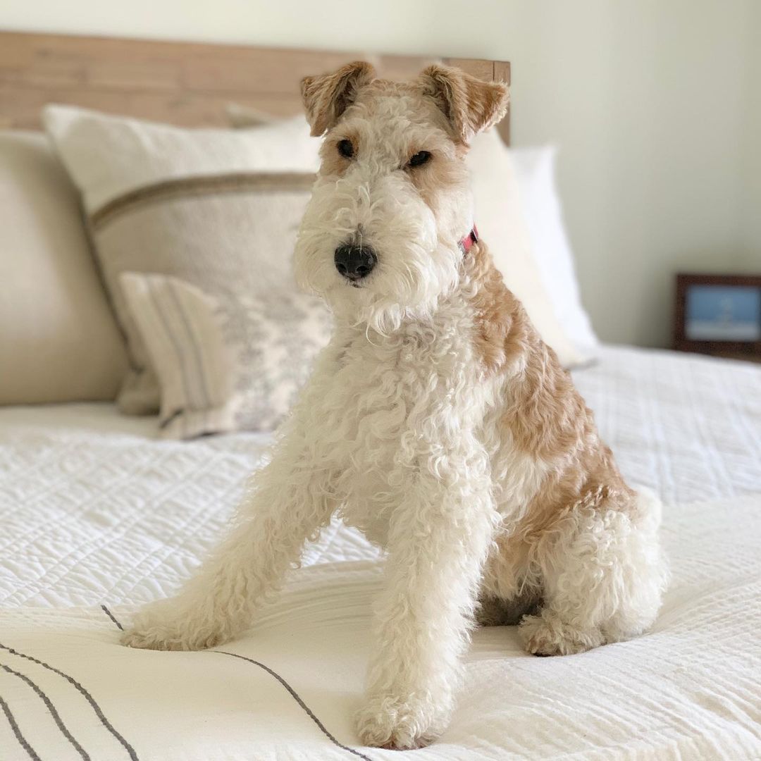 15 Cool Facts About Wire Fox Terriers 11