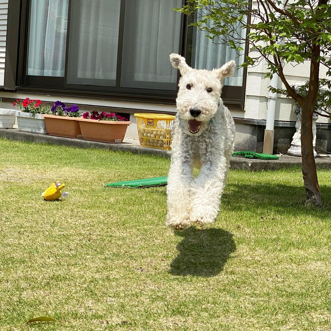 15 Cool Facts About Wire Fox Terriers 9