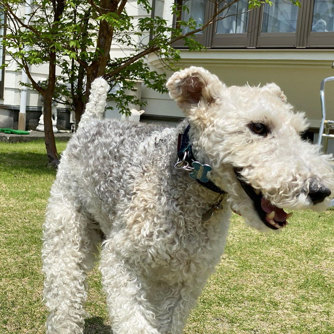 15 Cool Facts About Wire Fox Terriers 10