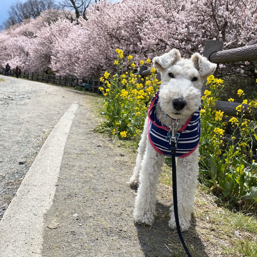 15 Interesting Facts About Wire Fox Terriers (Fox Terrier) 9