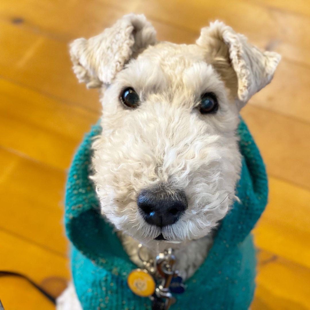 15 Interesting Facts About Wire Fox Terriers (Fox Terrier) 10