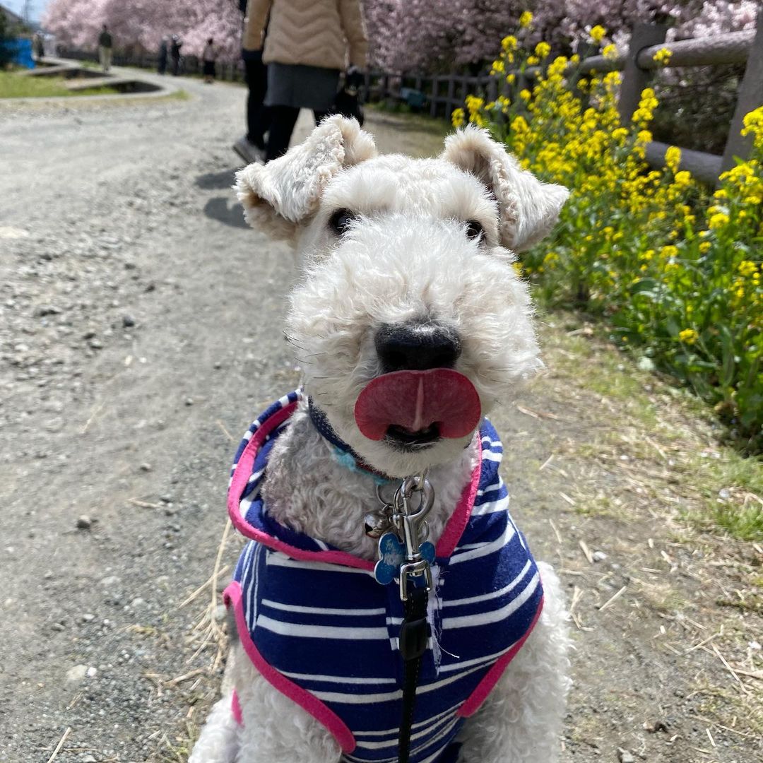 15 Interesting Facts About Wire Fox Terriers (Fox Terrier) 11