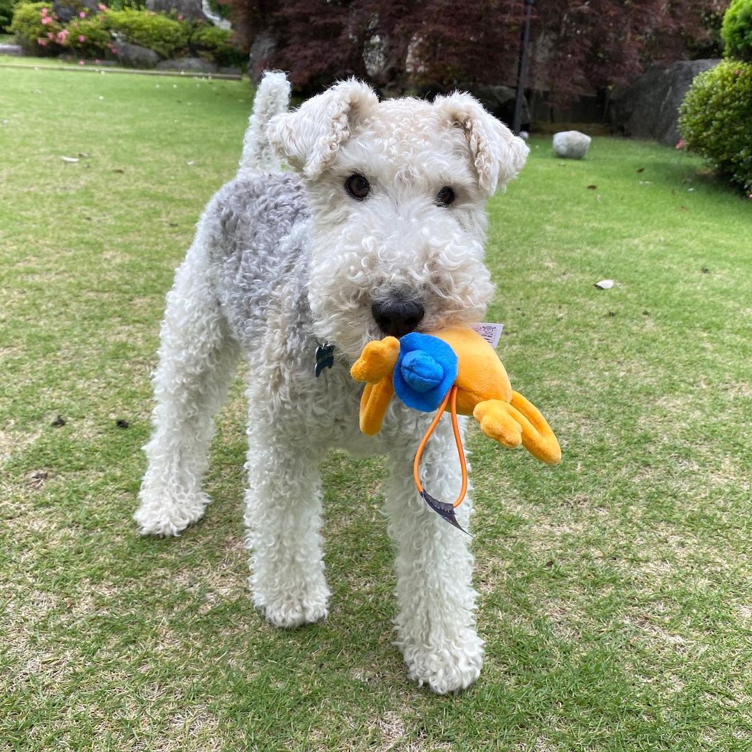 15 Interesting Facts About Wire Fox Terriers (Fox Terrier) 9