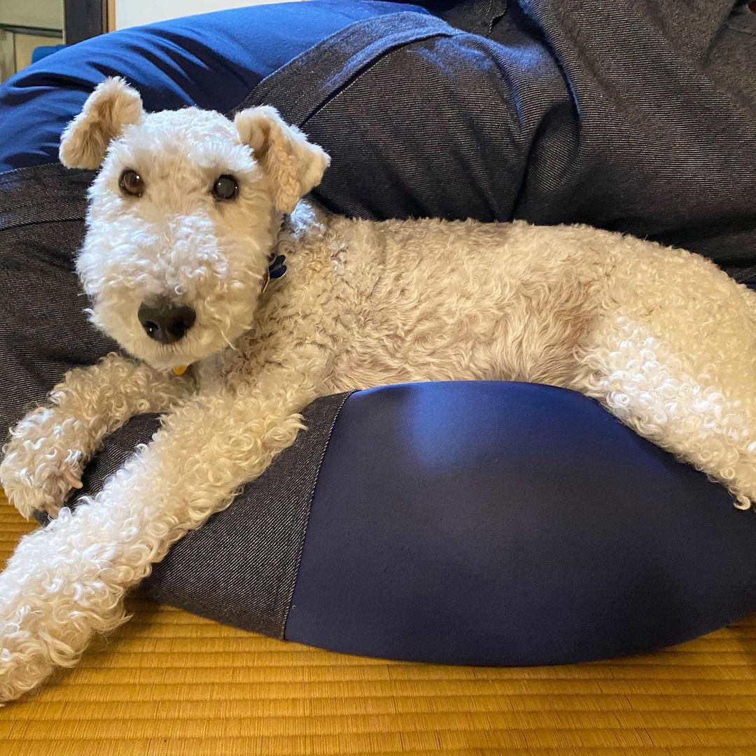 15 Interesting Facts About Wire Fox Terriers (Fox Terrier) 10