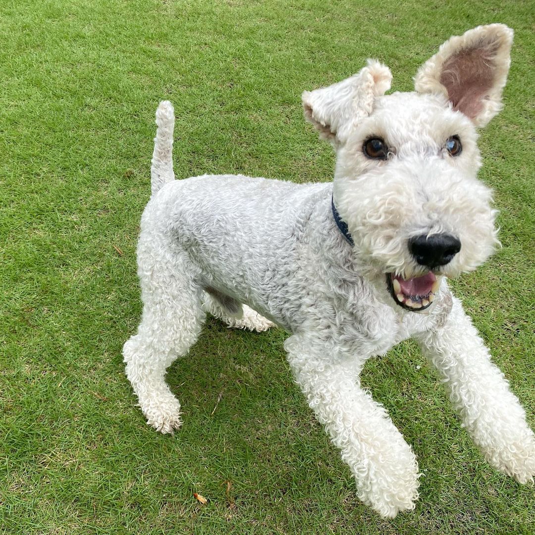 15 Interesting Facts About Wire Fox Terriers (Fox Terrier) 11