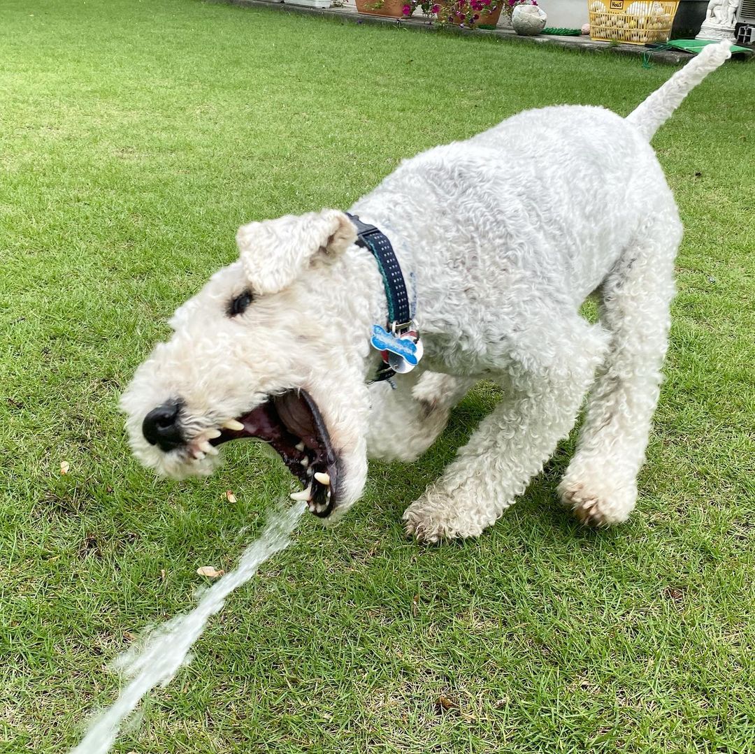 15 Interesting Facts About Wire Fox Terriers (Fox Terrier) 9