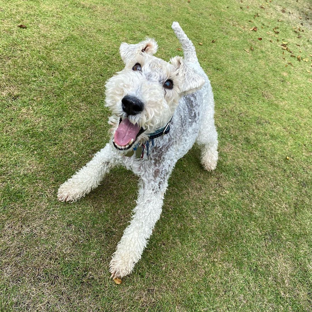 15 Interesting Facts About Wire Fox Terriers (Fox Terrier) 11