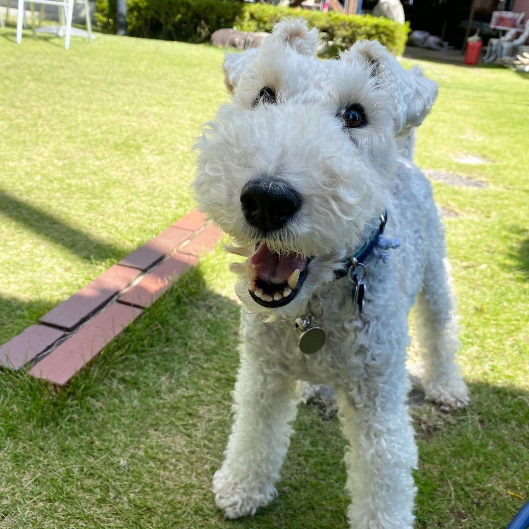 15 Interesting Facts About Wire Fox Terriers (Fox Terrier) 9