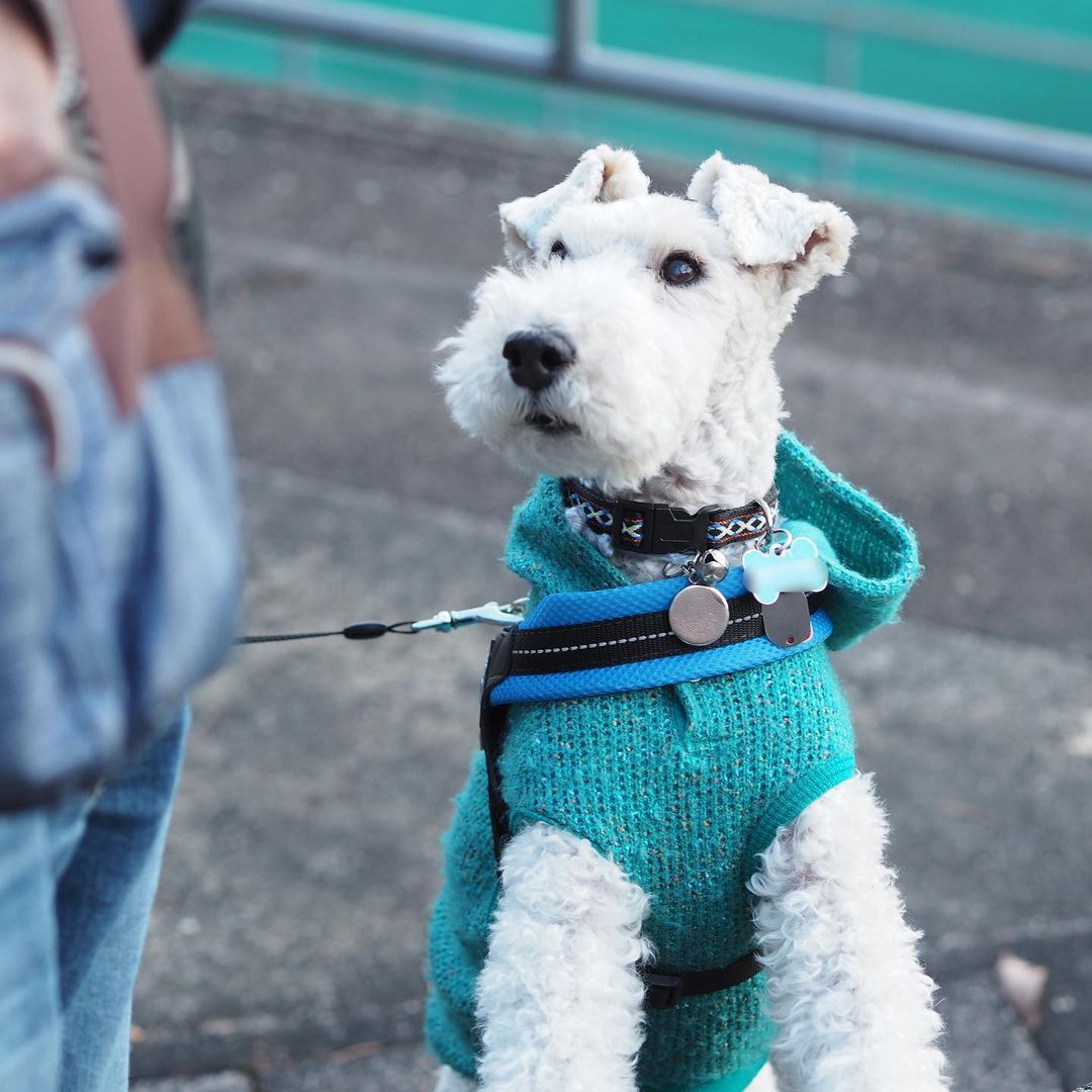15 Interesting Facts About Wire Fox Terriers (Fox Terrier) 10
