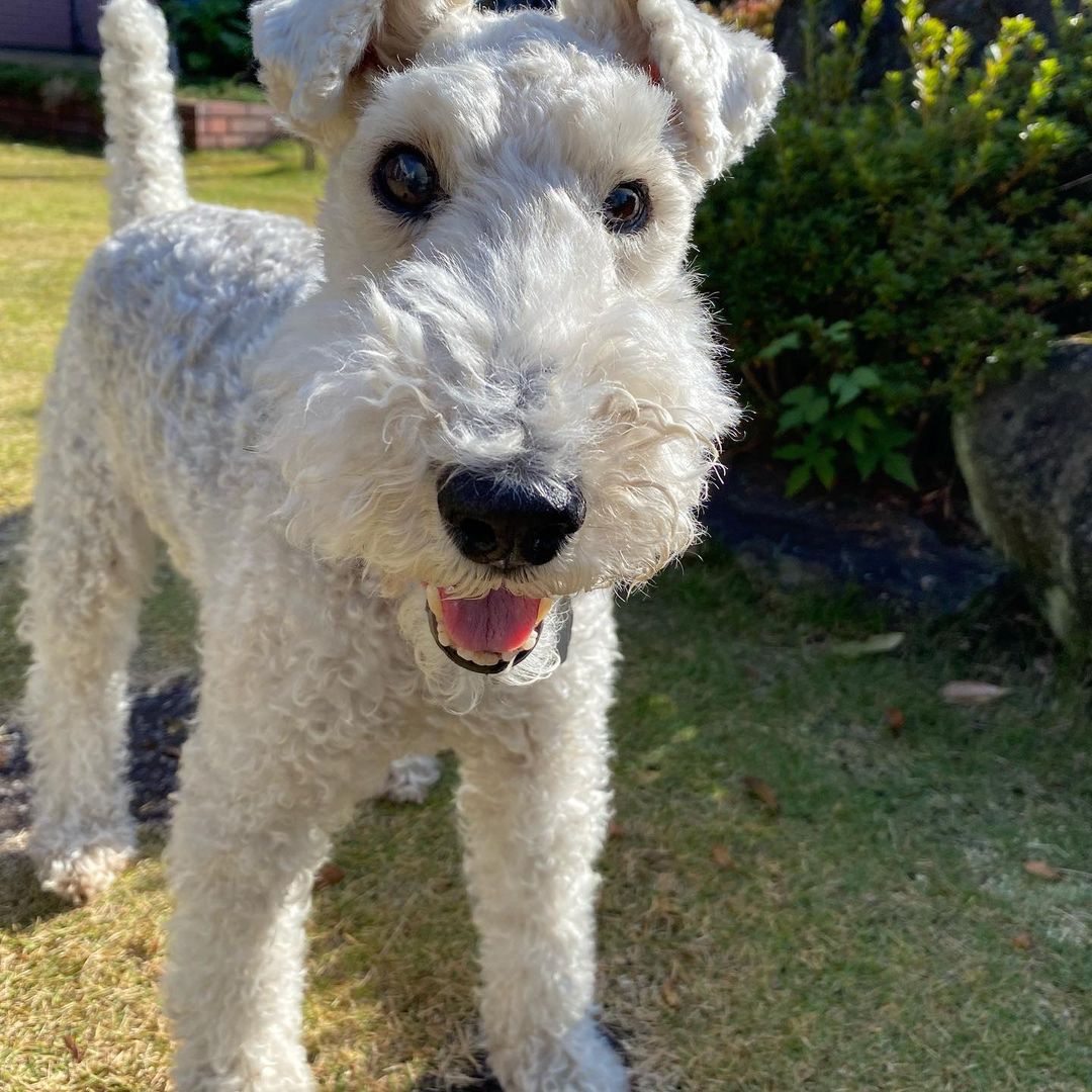 15 Interesting Facts About Wire Fox Terriers (Fox Terrier) 11