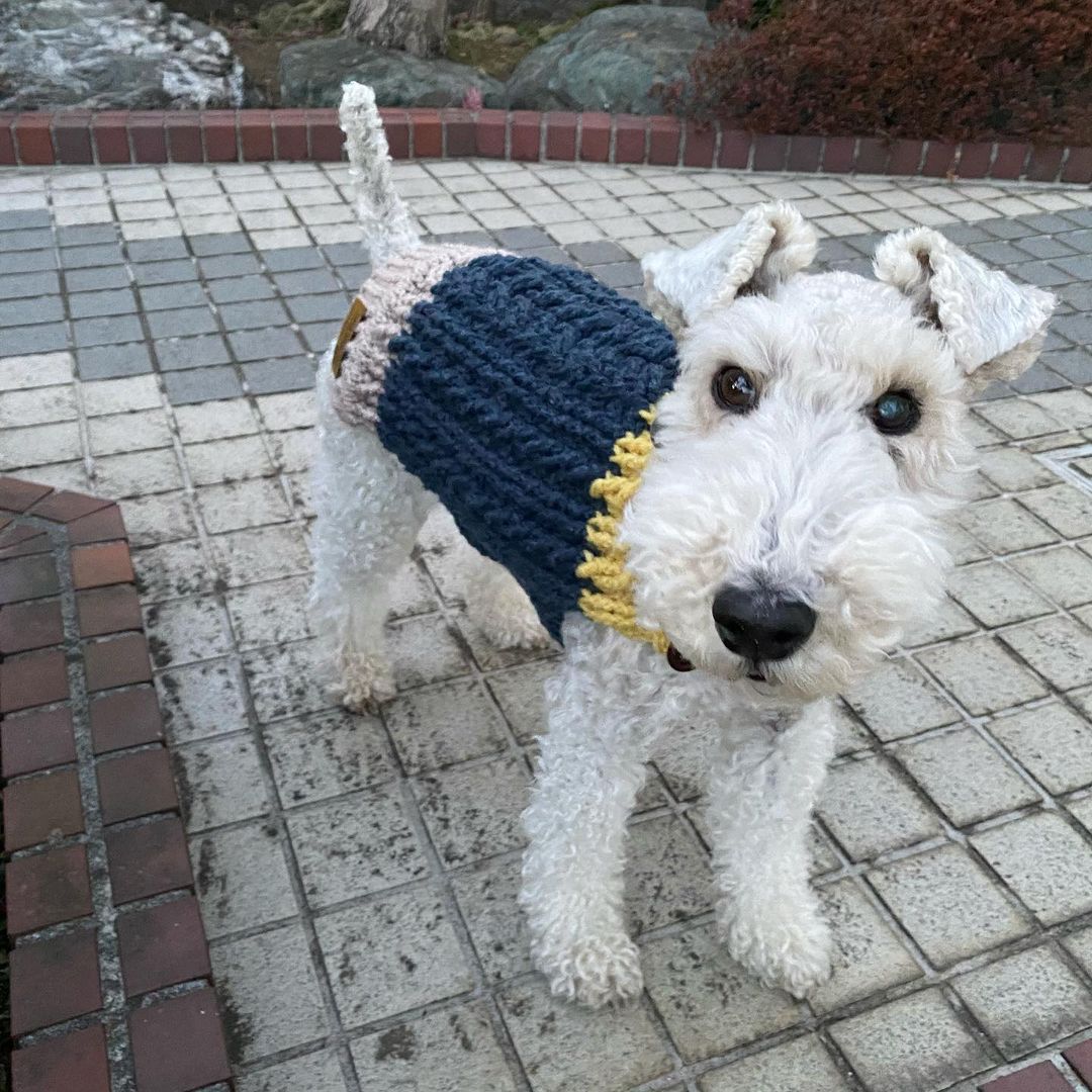 15 Interesting Facts About Wire Fox Terriers (Fox Terrier) 9