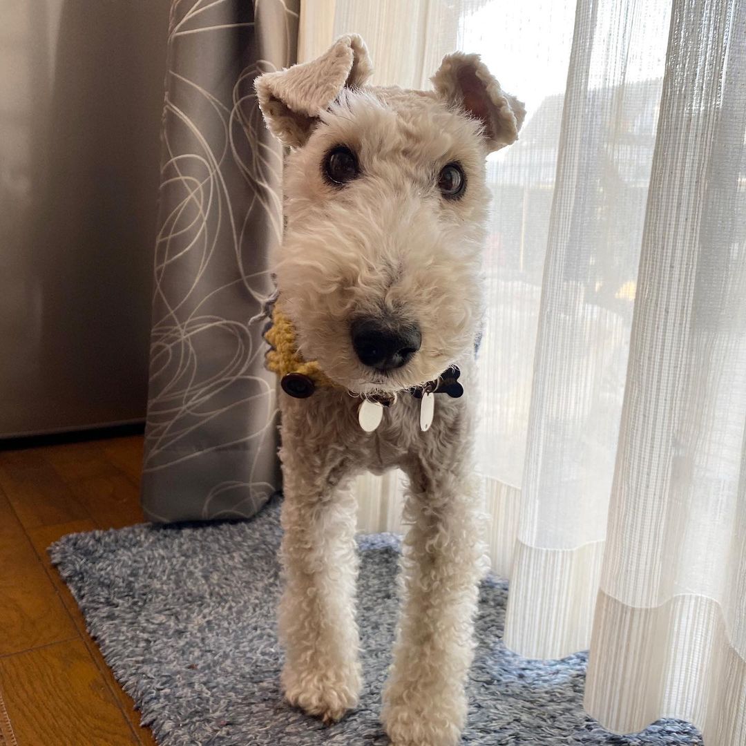 15 Interesting Facts About Wire Fox Terriers (Fox Terrier) 10