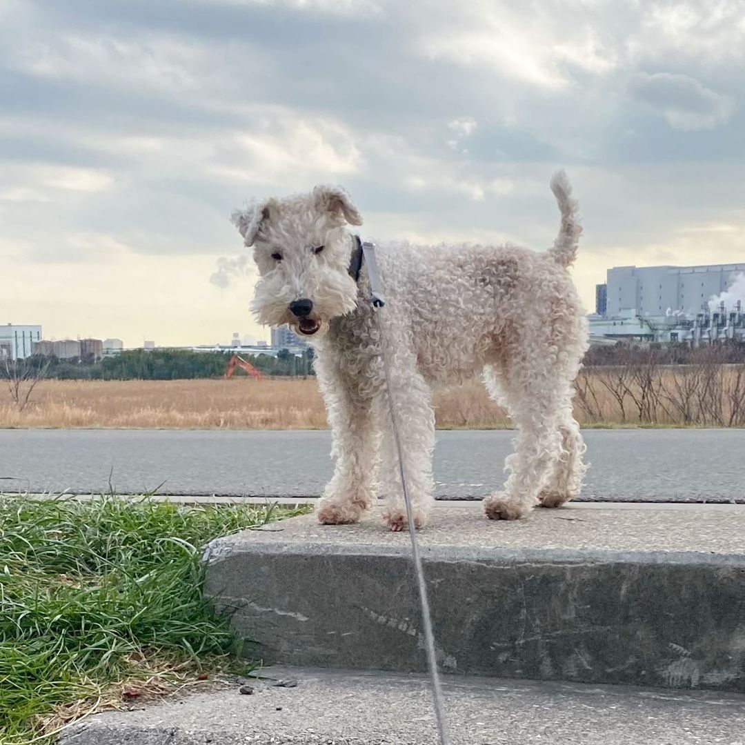 15 Amazing Facts About Wire Fox Terriers (Fox Terrier) You Probably Never Knew 11