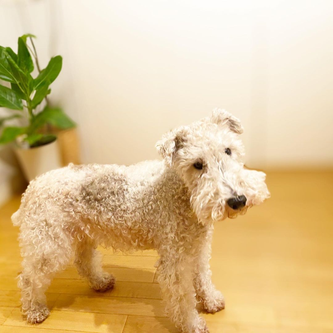 15 Amazing Facts About Wire Fox Terriers (Fox Terrier) You Probably Never Knew 9