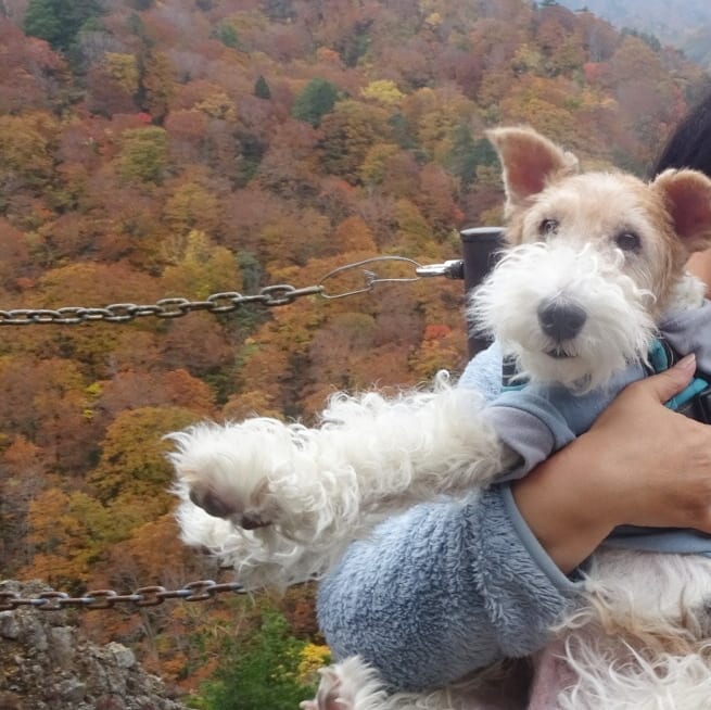 15 Amazing Facts About Wire Fox Terriers (Fox Terrier) You Probably Never Knew 10