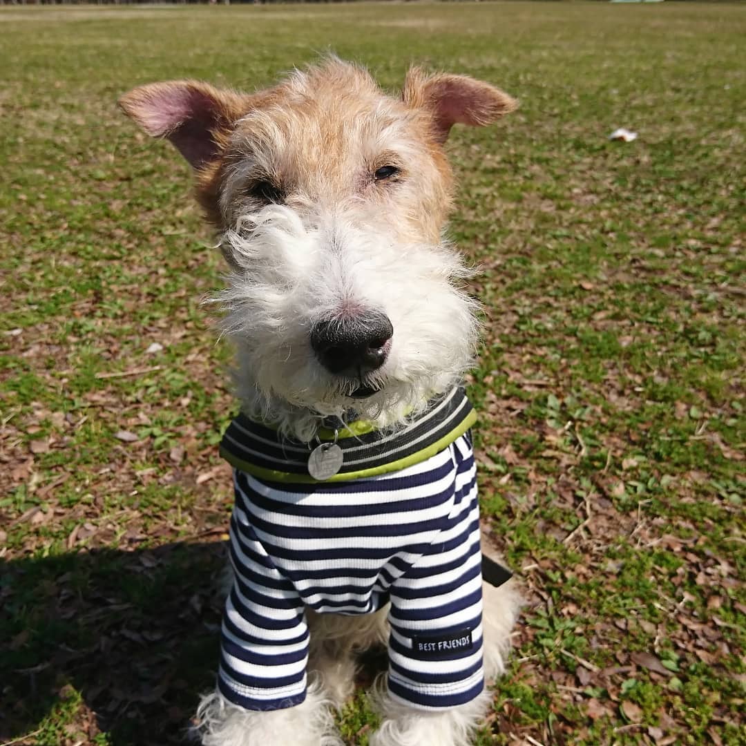 15 Amazing Facts About Wire Fox Terriers (Fox Terrier) You Probably Never Knew 11