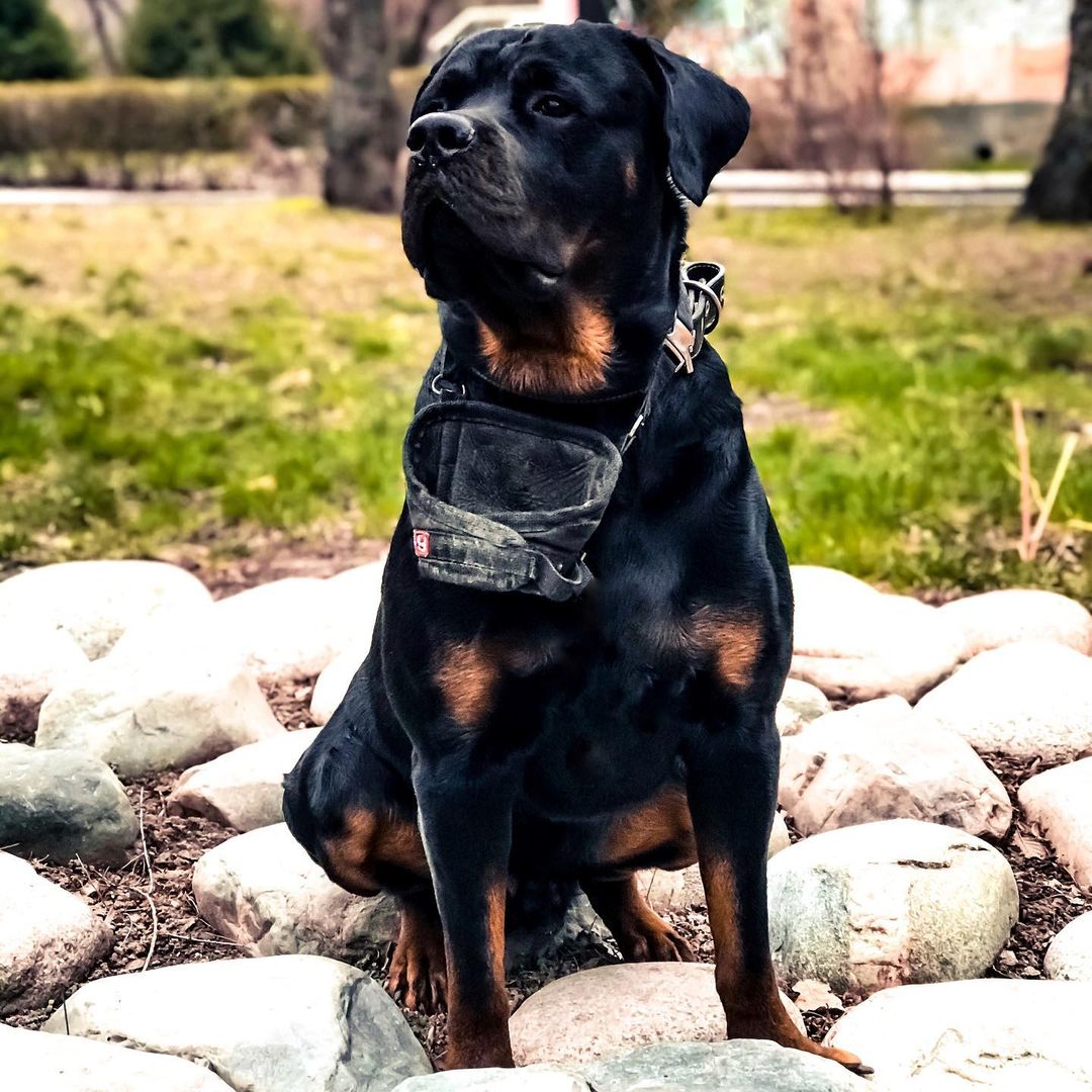 15 Interesting Facts About Rottweilers 9
