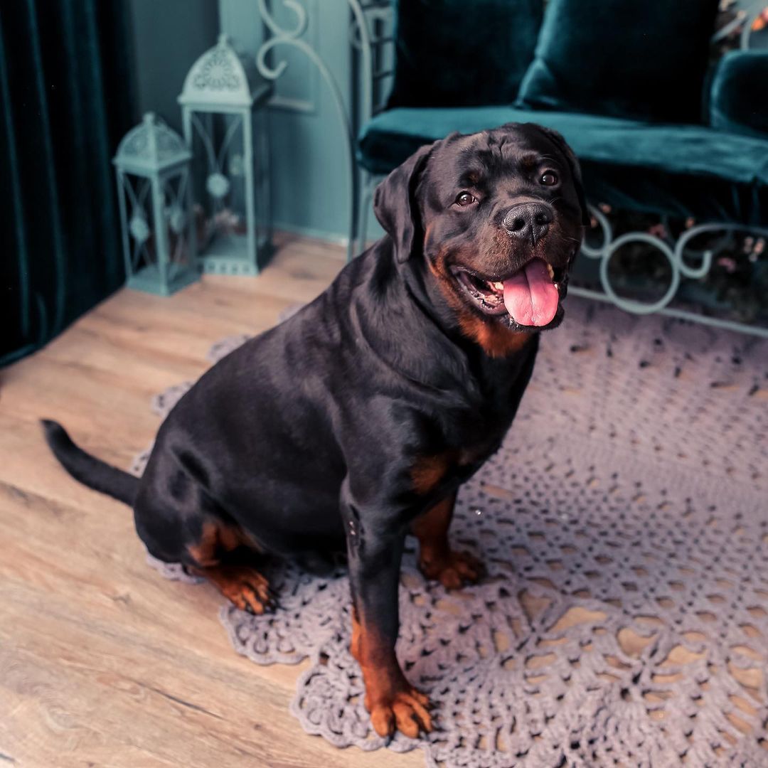 15 Interesting Facts About Rottweilers 10