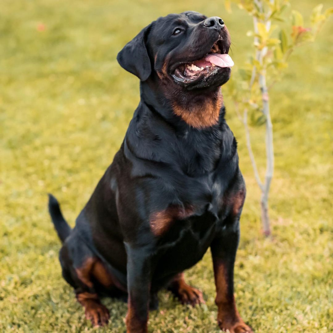 15 Interesting Facts About Rottweilers 11