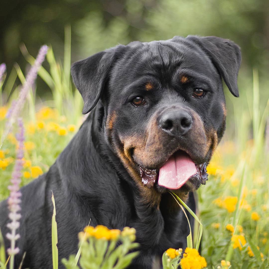 15 Interesting Facts About Rottweilers 10