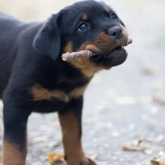 15 Cool Facts You Didn’t Know About Rottweilers 9 15 Cool Facts You Didn’t Know About Rottweilers 9