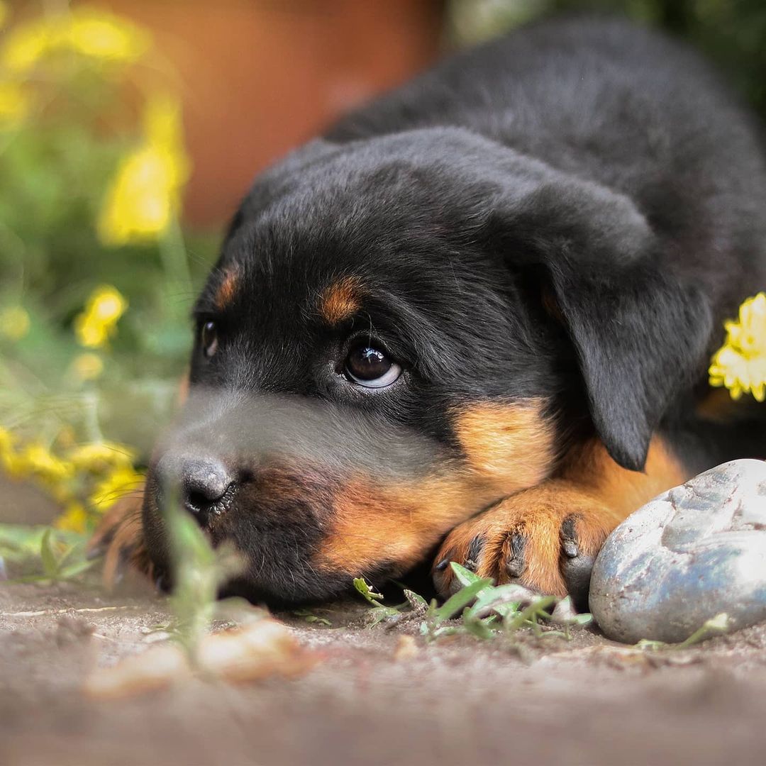 15 Cool Facts You Didn’t Know About Rottweilers 10 15 Cool Facts You Didn’t Know About Rottweilers 10
