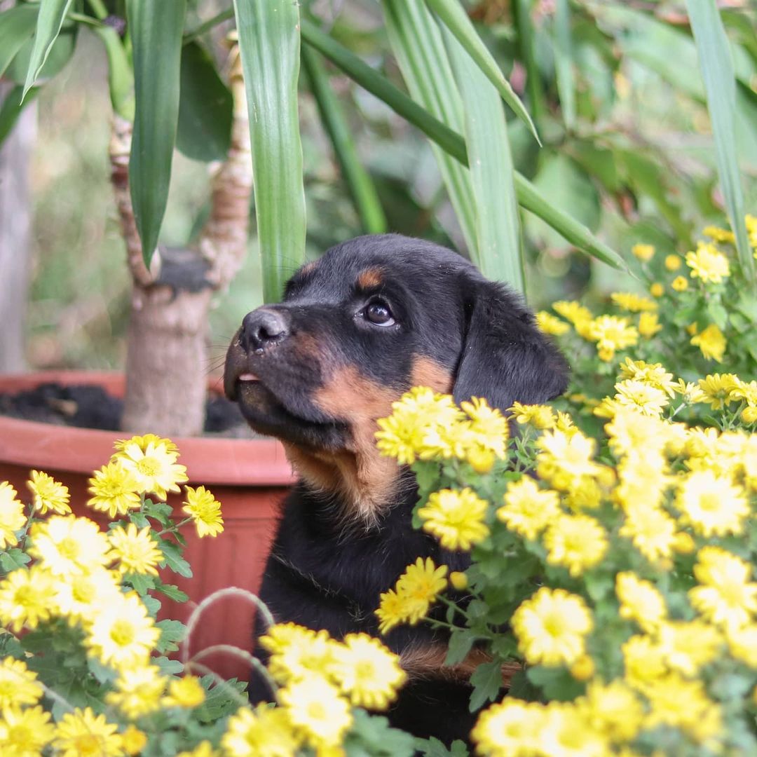 15 Cool Facts You Didn’t Know About Rottweilers 11 15 Cool Facts You Didn’t Know About Rottweilers 11