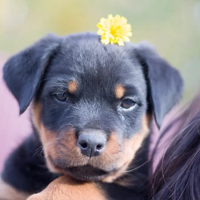 15 Cool Facts You Didn’t Know About Rottweilers 9