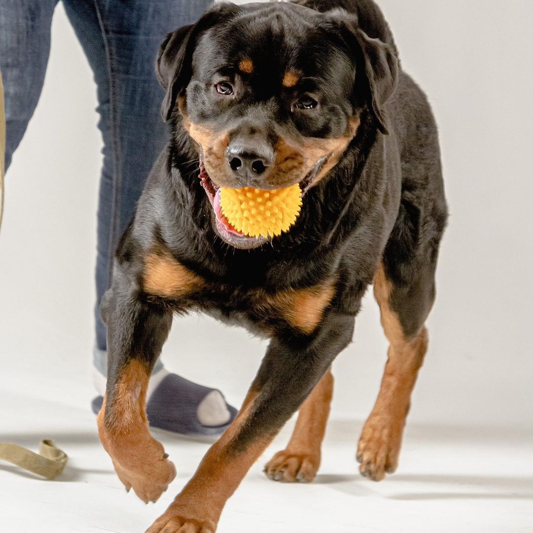 15 Cool Facts You Didn’t Know About Rottweilers 10