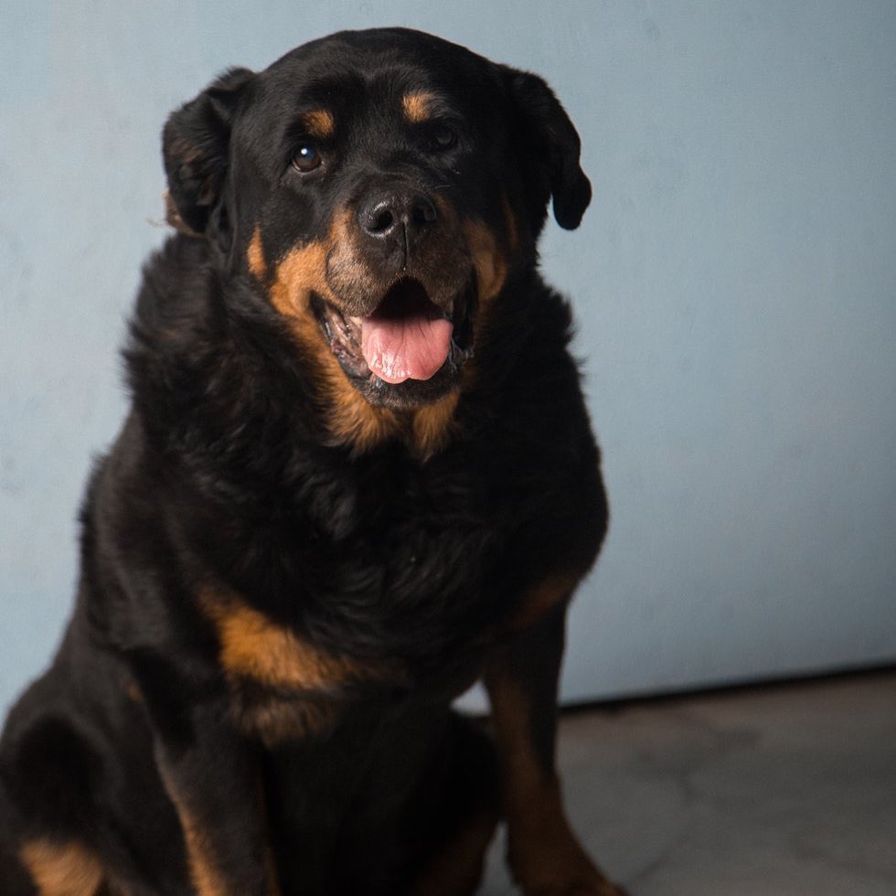 15 Cool Facts You Didn’t Know About Rottweilers 11