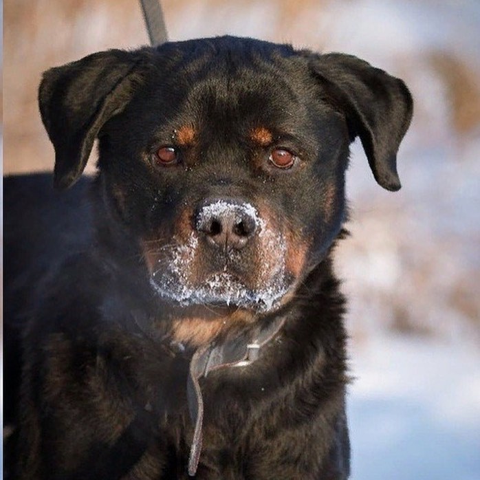 15 Cool Facts You Didn’t Know About Rottweilers 9