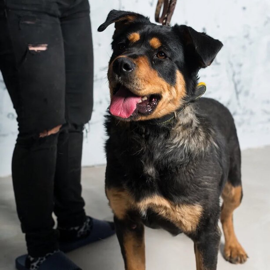 15 Cool Facts You Didn’t Know About Rottweilers 10