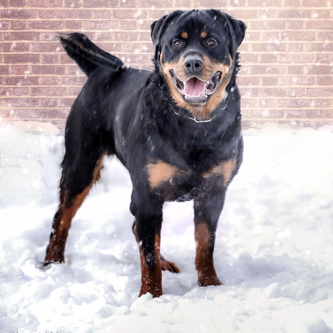 15 Cool Facts You Didn’t Know About Rottweilers 11