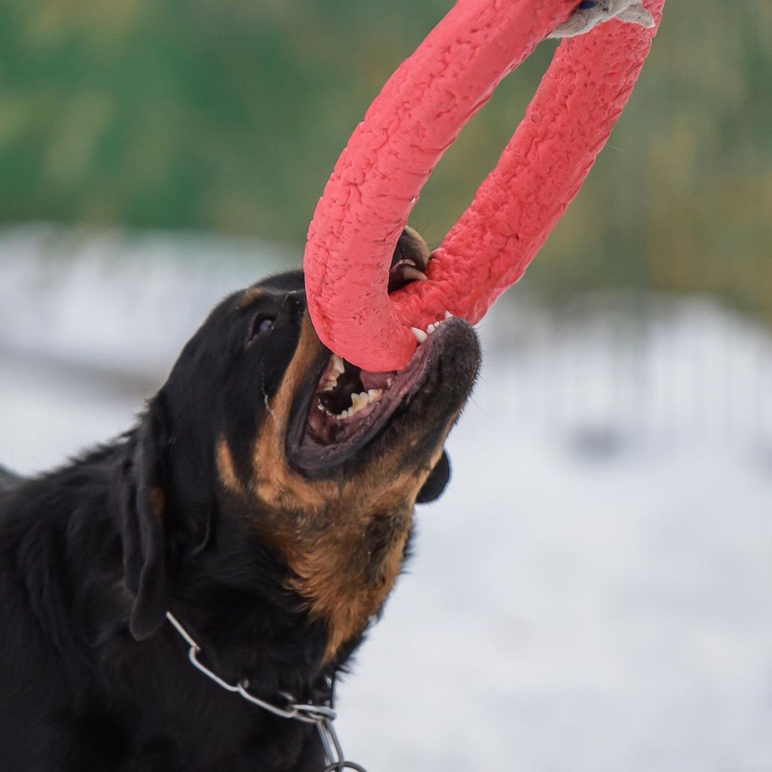15 Cool Facts You Didn’t Know About Rottweilers 9