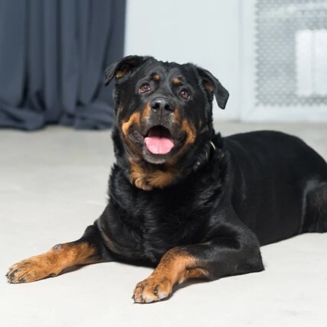 15 Cool Facts You Didn’t Know About Rottweilers 10