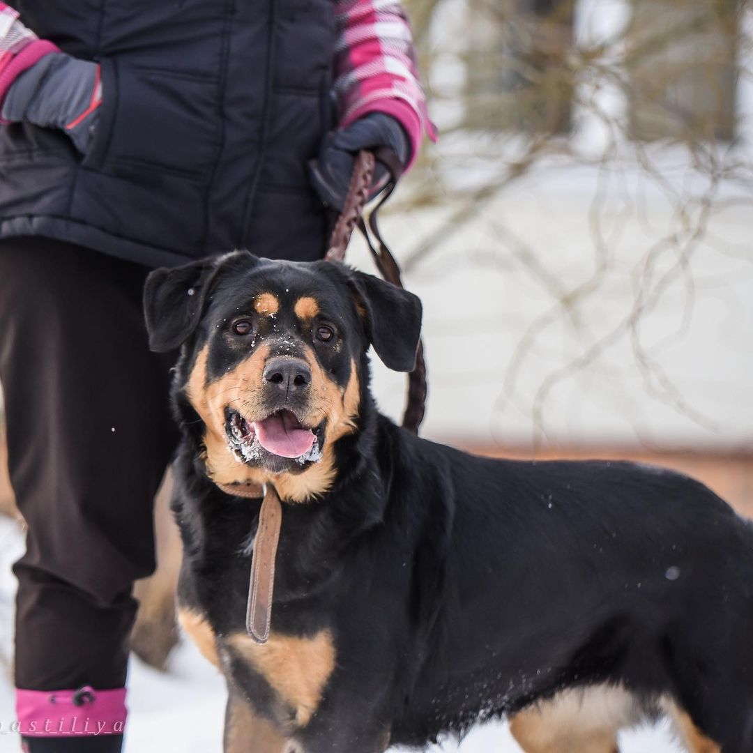 15 Cool Facts You Didn’t Know About Rottweilers 11