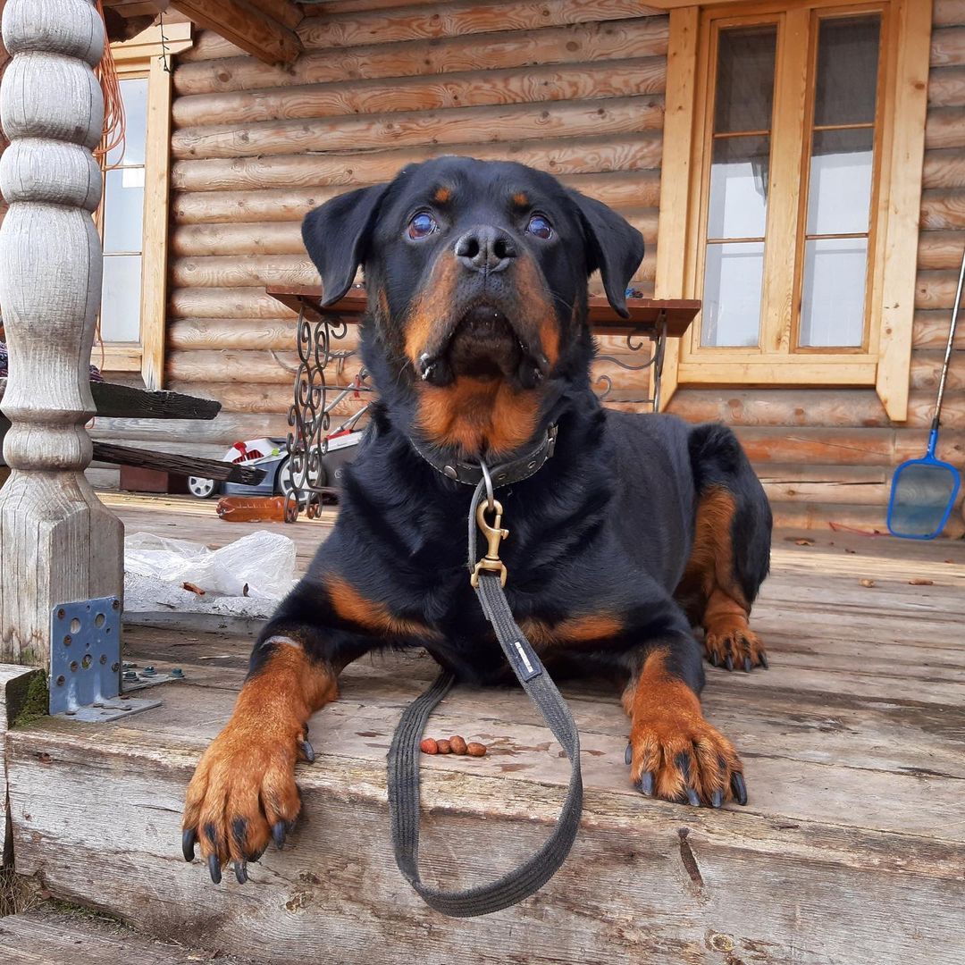 15 Cool Facts You Didn’t Know About Rottweilers 9