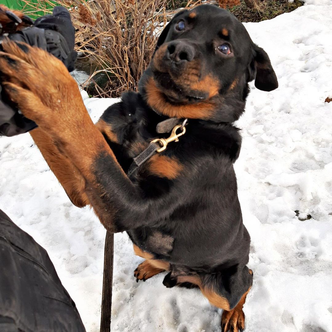 15 Cool Facts You Didn’t Know About Rottweilers 10