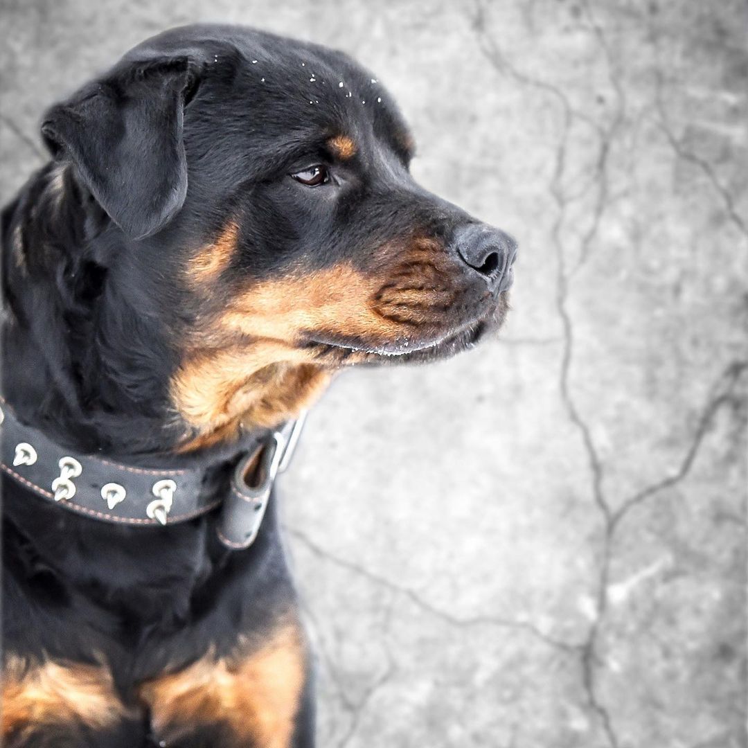 15 Cool Facts You Didn’t Know About Rottweilers 11