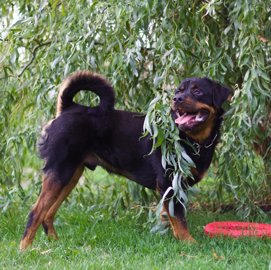 16 Amazing Facts About Rottweilers You Probably Never Knew 9
