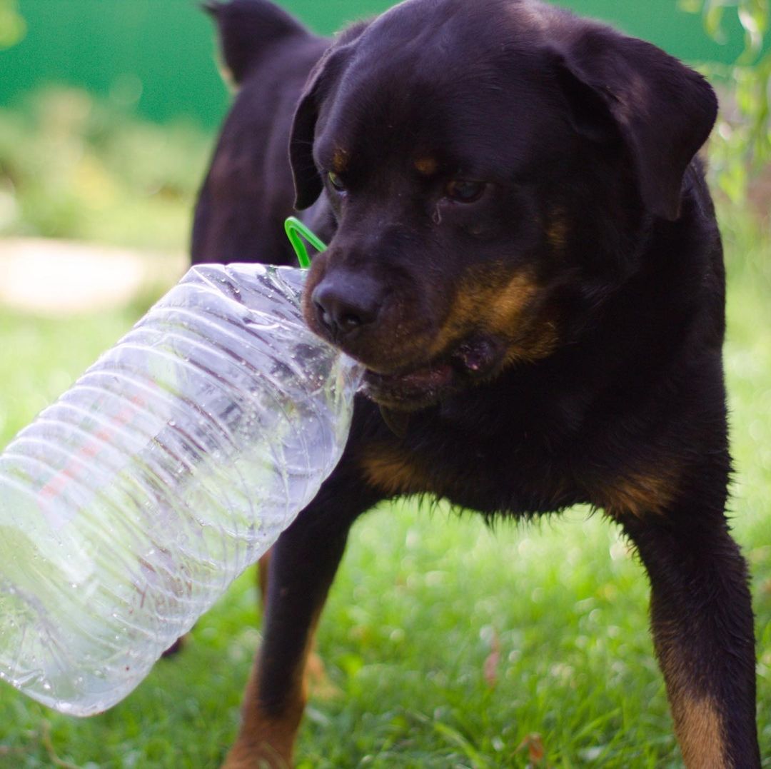 16 Amazing Facts About Rottweilers You Probably Never Knew 10