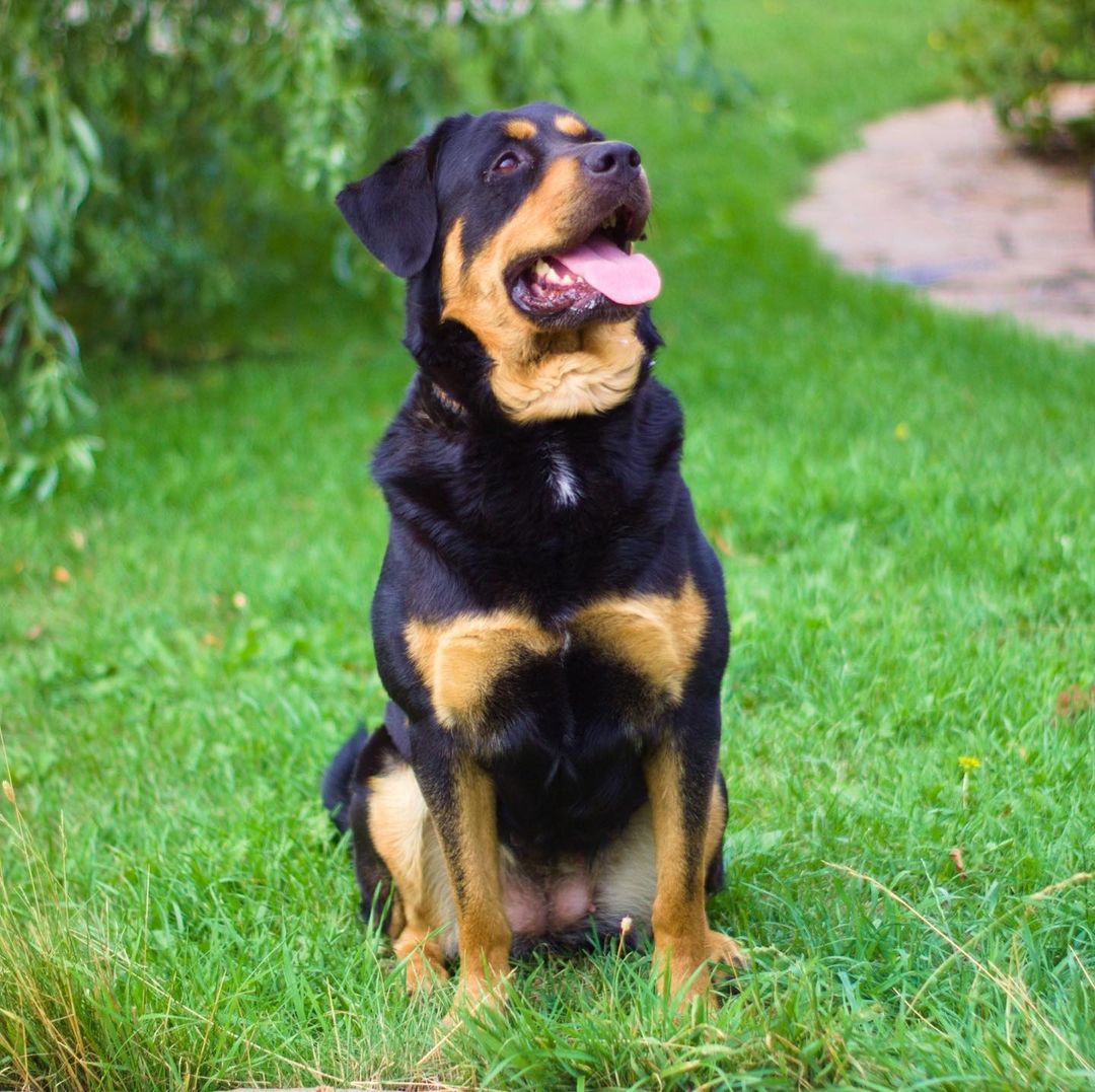 16 Amazing Facts About Rottweilers You Probably Never Knew 11