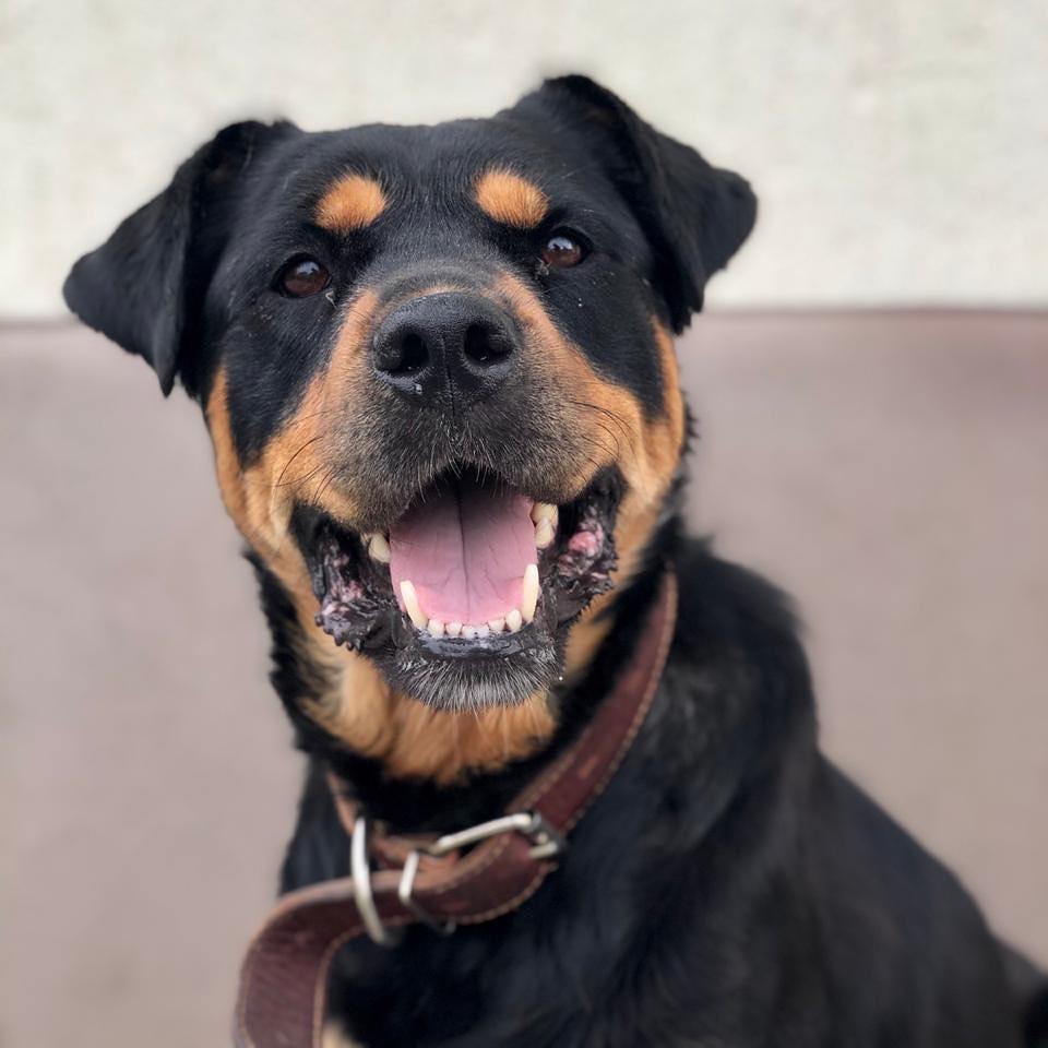 16 Amazing Facts About Rottweilers You Probably Never Knew 9