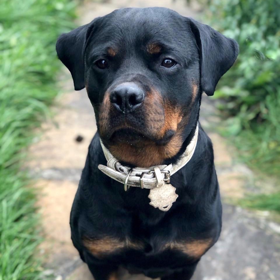 16 Amazing Facts About Rottweilers You Probably Never Knew 10